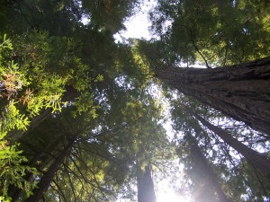 redwoods-up1