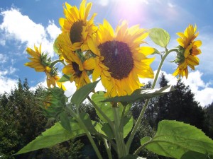 sunflowers