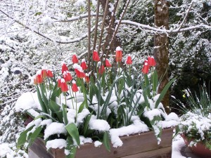 tulips-in-snow