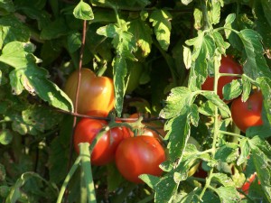 tomatoes