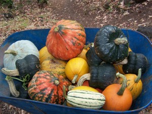 winter-squash