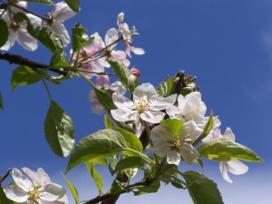 springblossoms