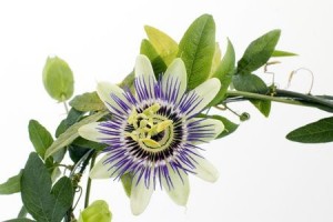 passionflower bloom