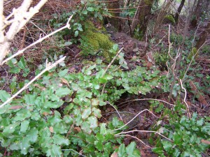 oregon-grape-habitat