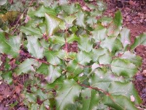 oregon-grape-plant1